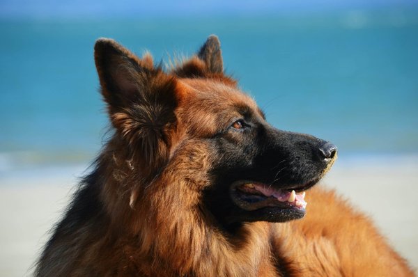 The best dog breeds