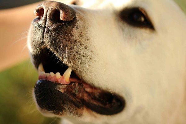 How to keep your dog's teeth clean without brushing?