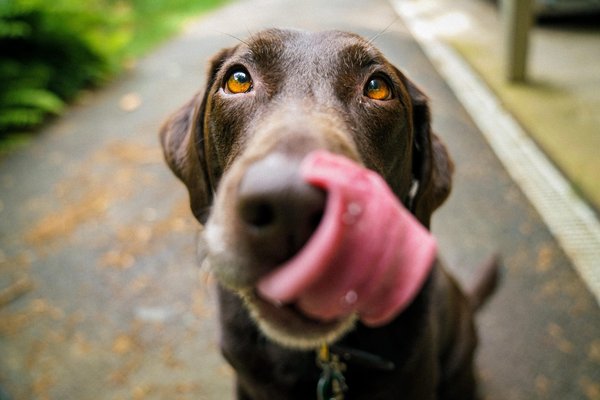 Can dogs be vegetarian and still be healthy?