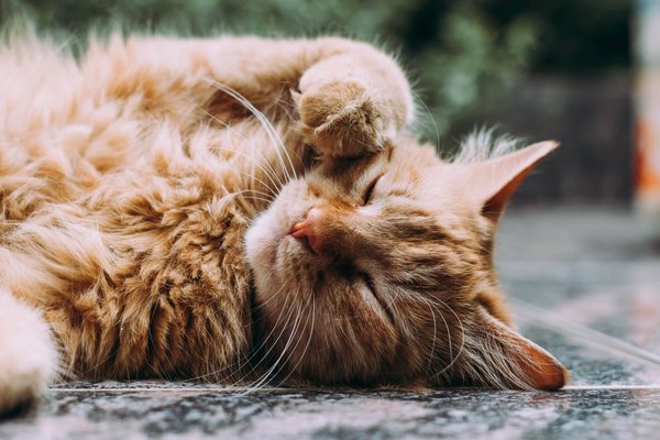 Why do cats sleep so much?